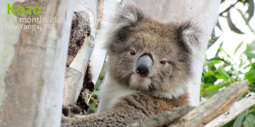 18 month old female wild koala