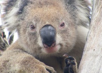 Koala Research Clancy