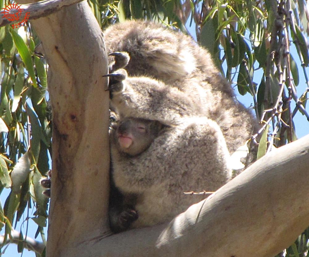baby Koala Clancy