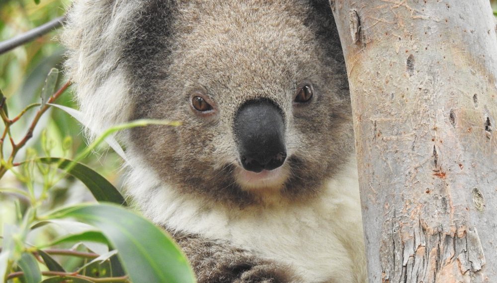 wild koala female Misty