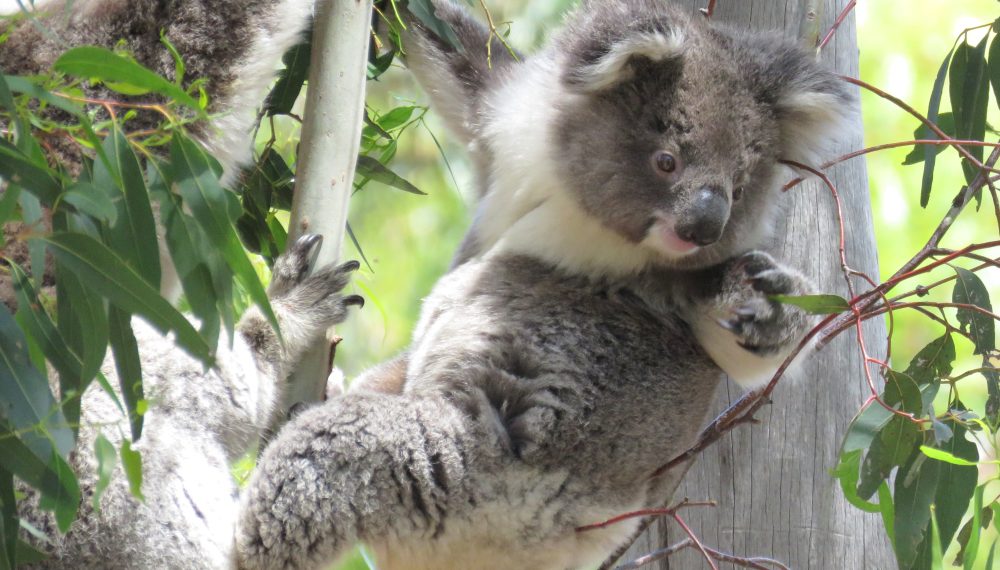 Koala Cuddles of the You Yangs