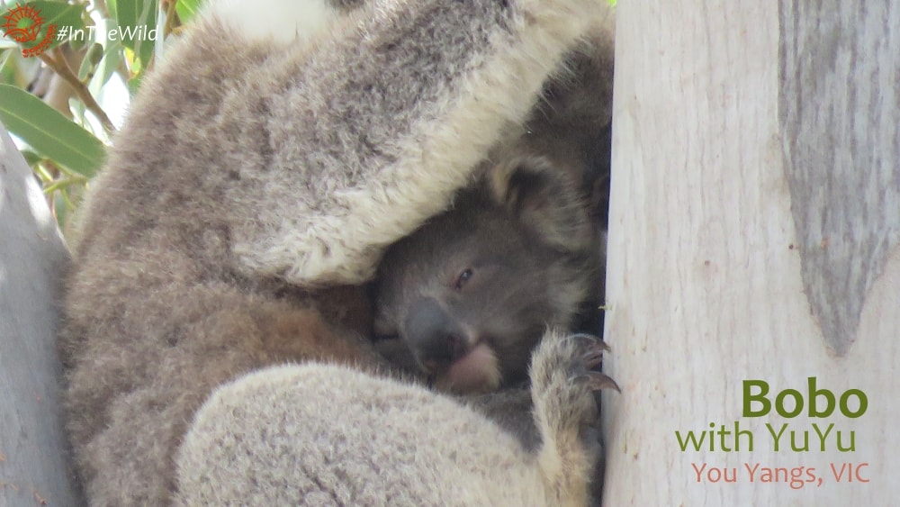 joey koala cuddled by mum