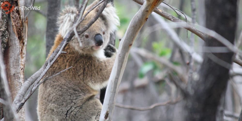 About wild koala female Babarrang