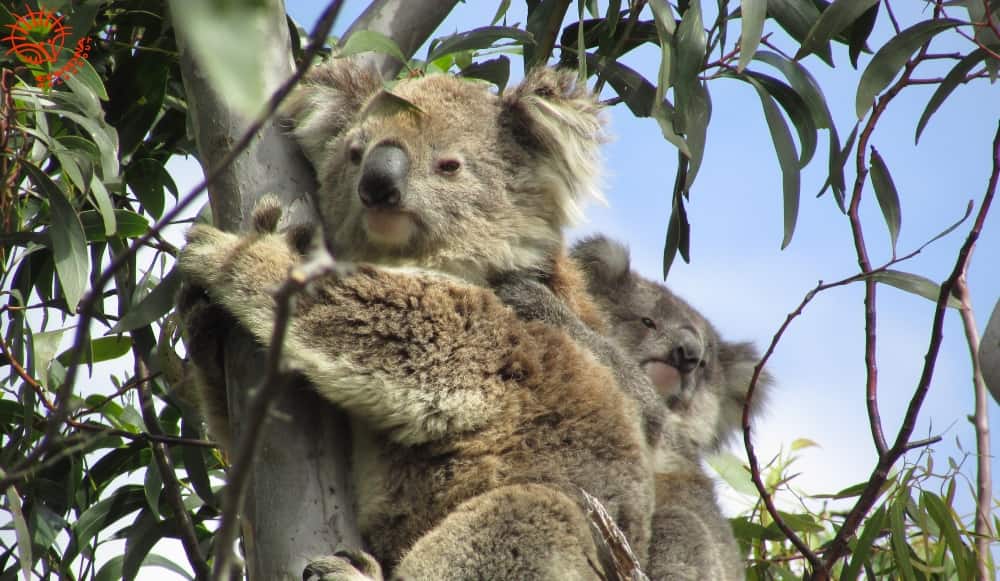 mother koala with joey