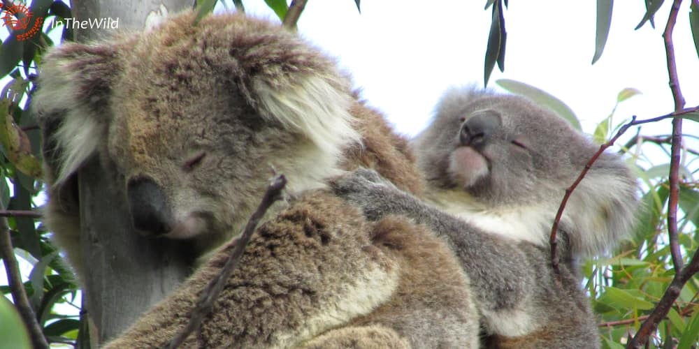 wild female koala with joey on back