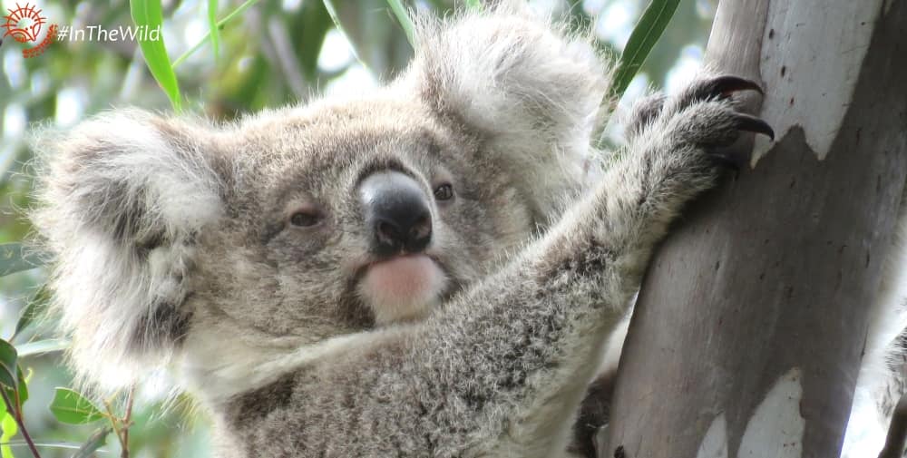 pretty 12 month old female koala