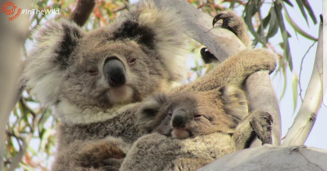 wild koala female with joey cuddling