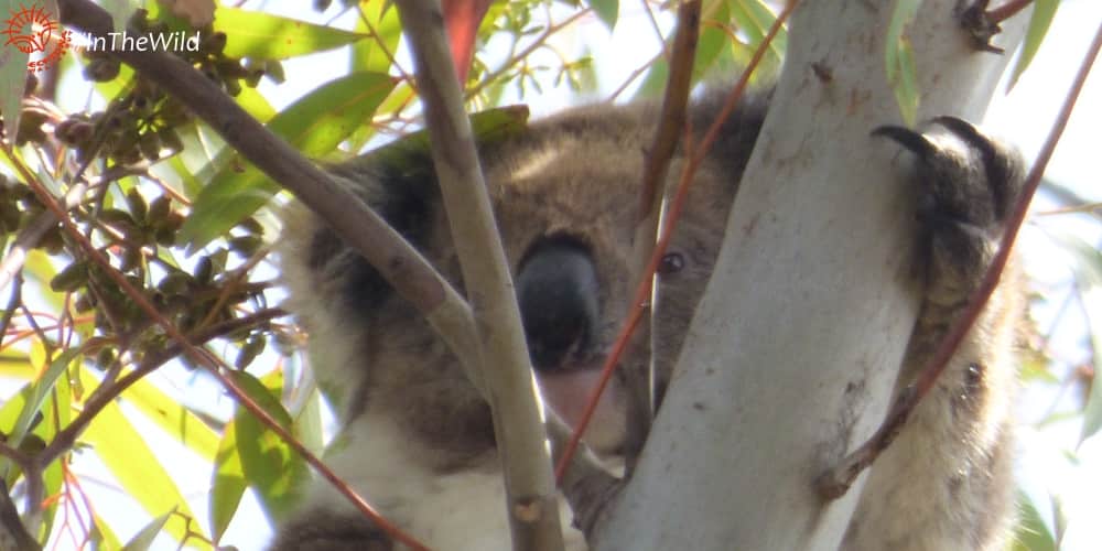 young female koala