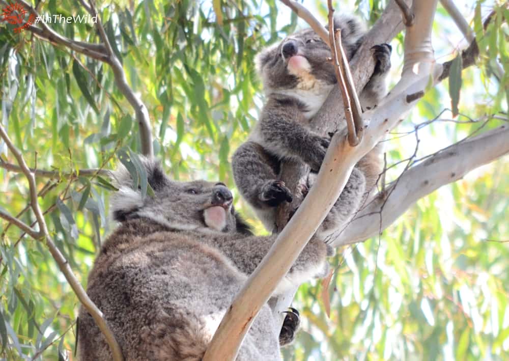 mother koala with cheeky joey