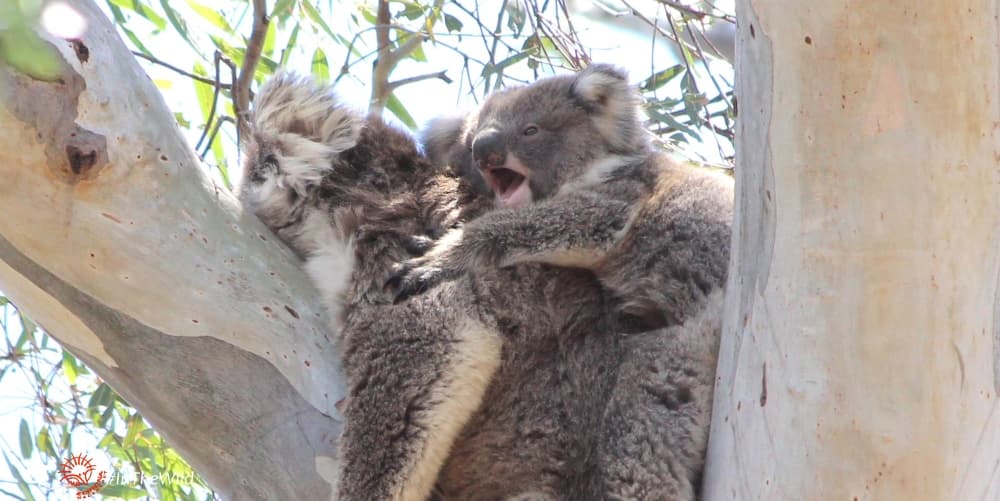 koala joey with funny look