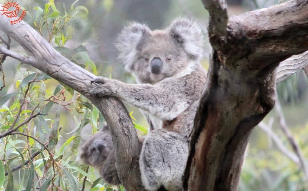 koala joey peeking at camera