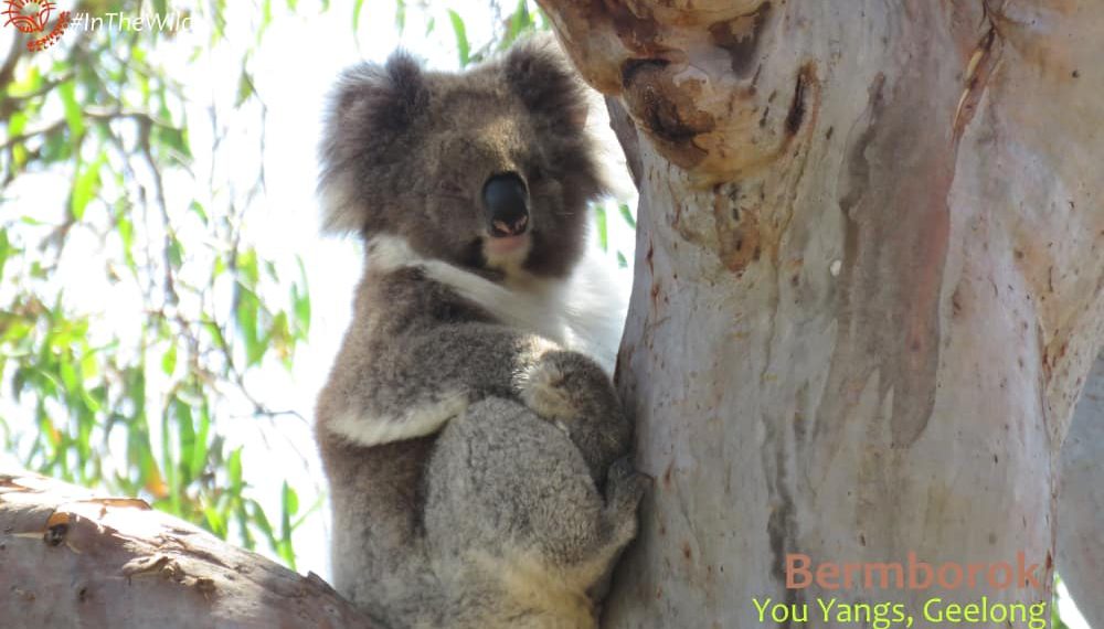 mature female koala in YOu Yangs
