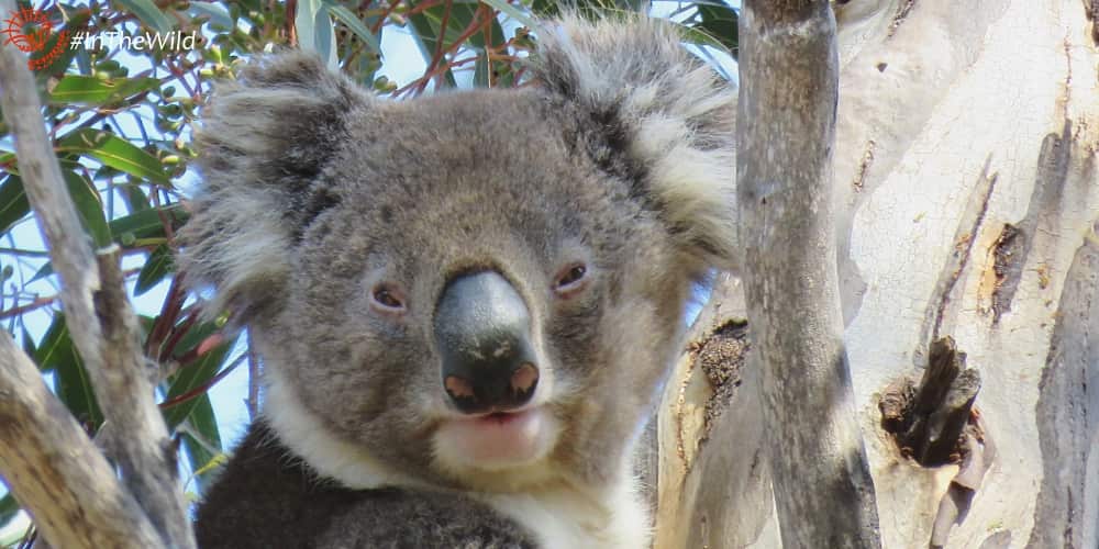 About male koala cruiz