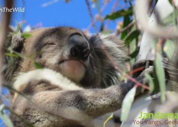 male koala