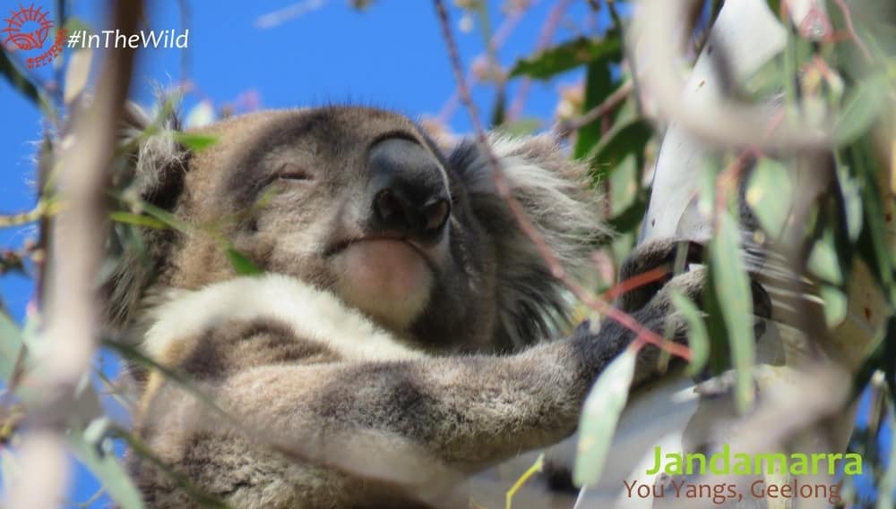male koala