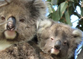 mother koala with joey on back both facing