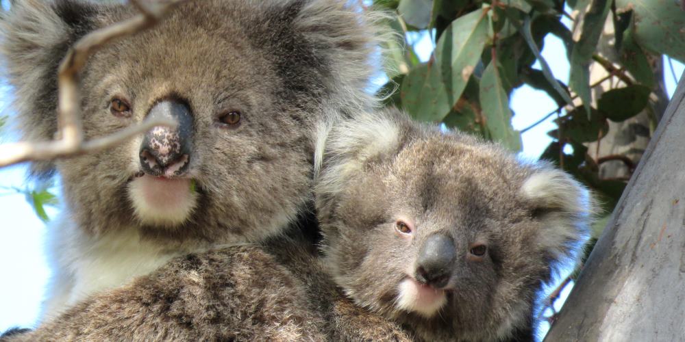 mother koala with joey on back both facing
