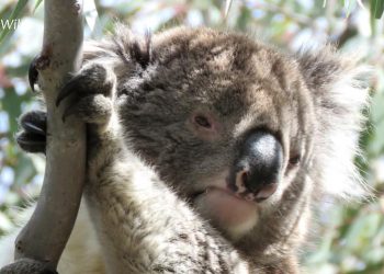 wild koalas injuries