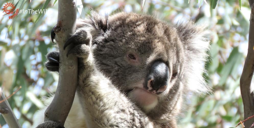wild koalas injuries