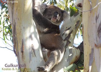 male koala in funny position