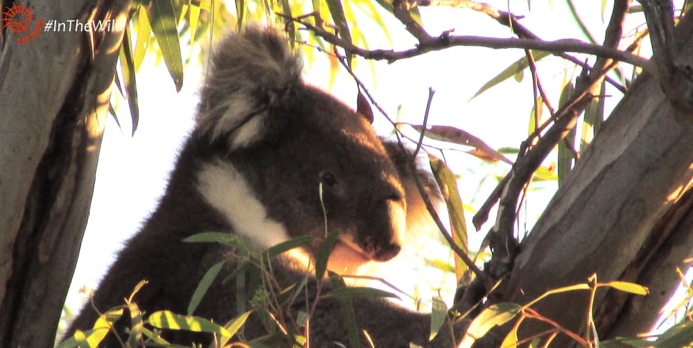 young male wild koala face side view