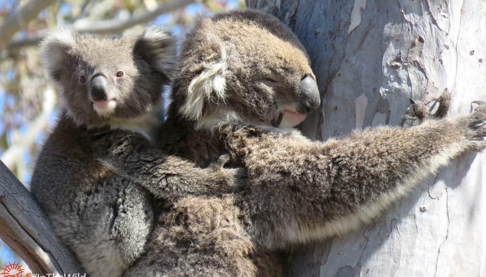 mother koala with joey on back