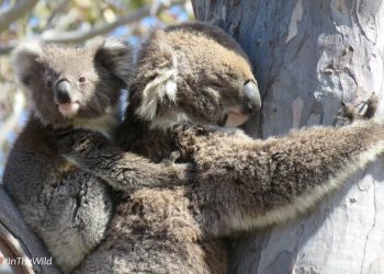 mother koala with joey on back