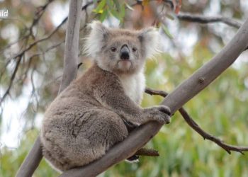 3 year old female koala