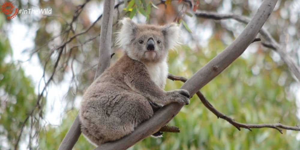 3 year old female koala