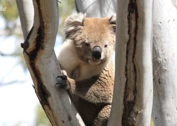 male koala home range