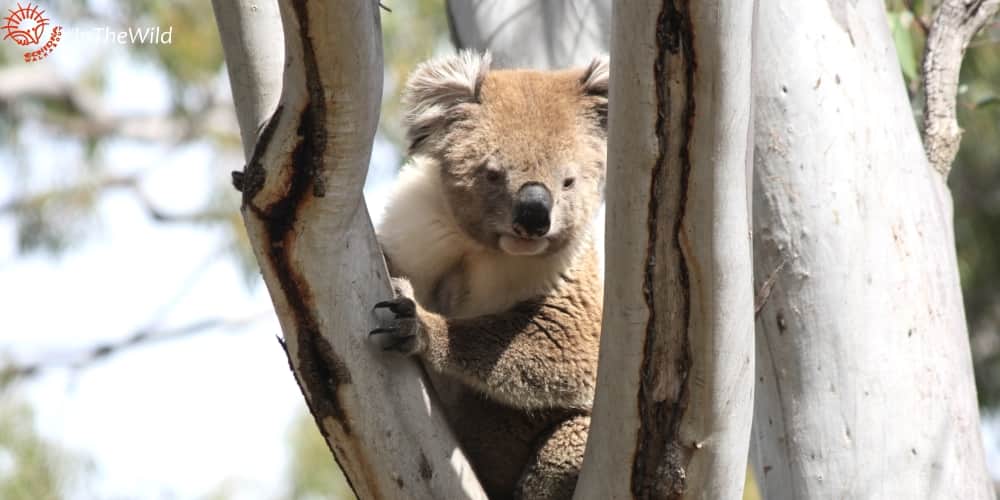 male koala home range