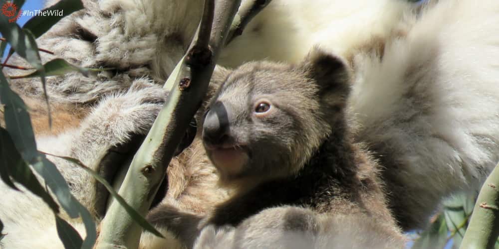 Koala Clancy's joey