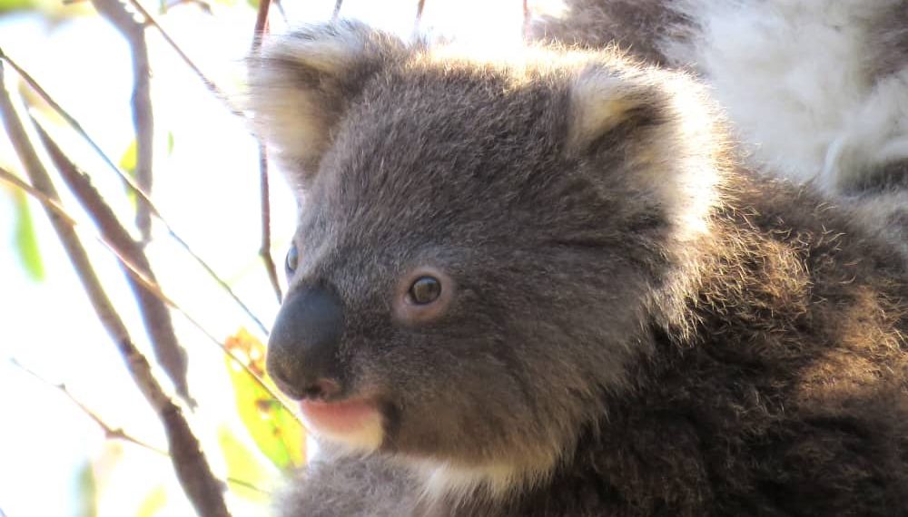 joey koala Pickle You Yangs