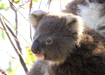 joey koala Pickle You Yangs