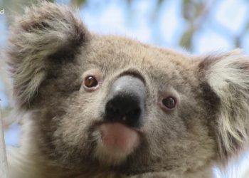 Pretty female koala face