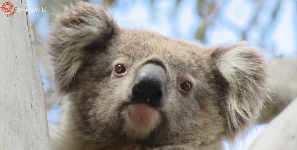 Pretty female koala face