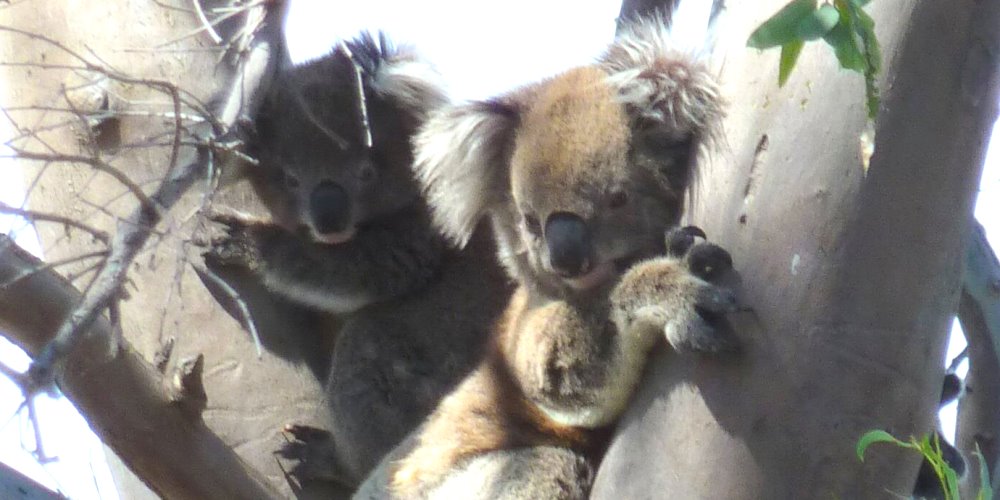 koala mother joey carninje