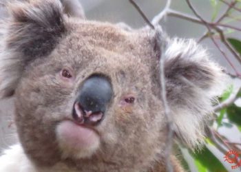 koalas move around