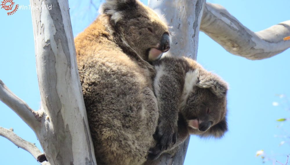 mother joey koala funny position