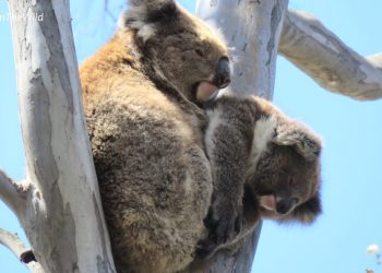 mother joey koala funny position