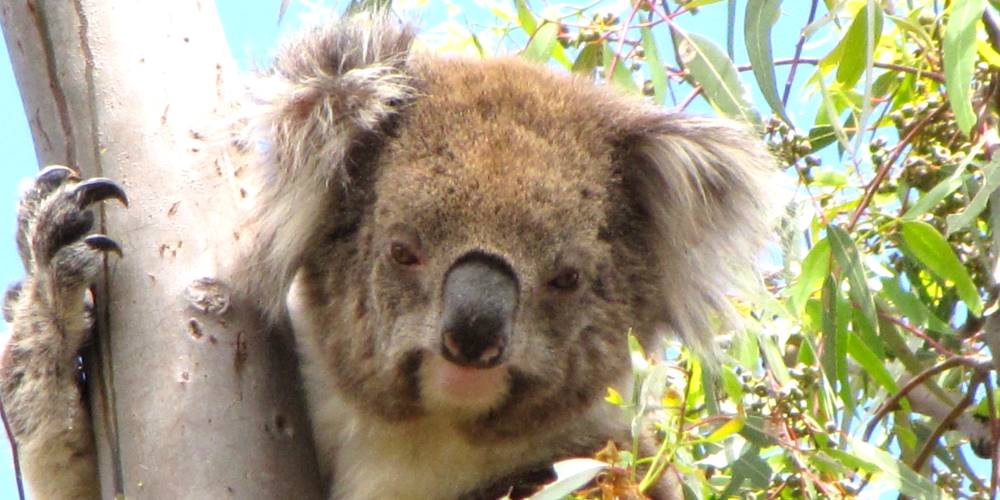 koala carninje