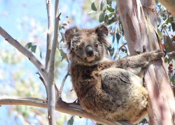 carninje koala traveller