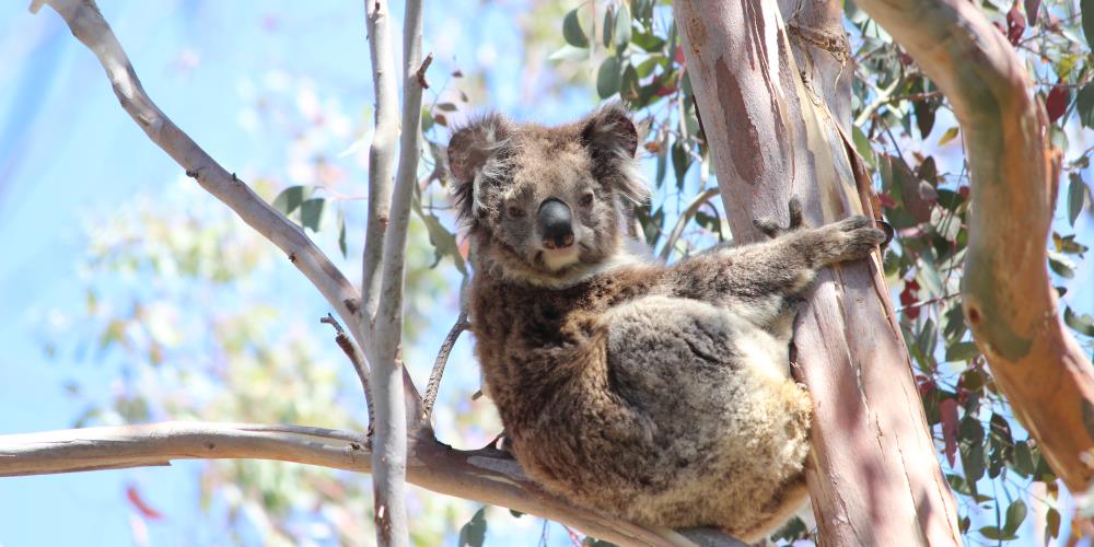 carninje koala traveller