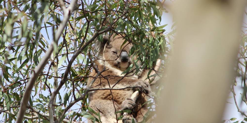 koala carninje