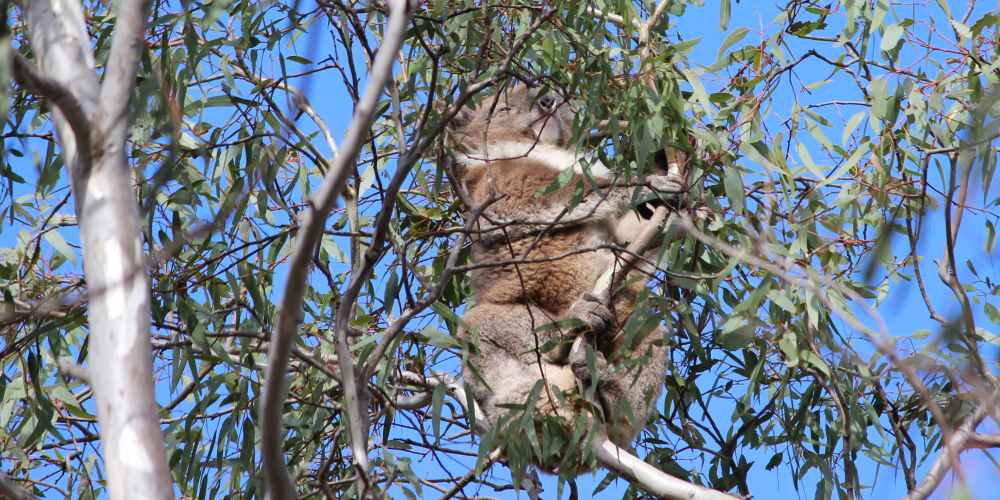 koala traveller carninje