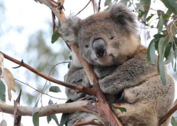 long-term koala data
