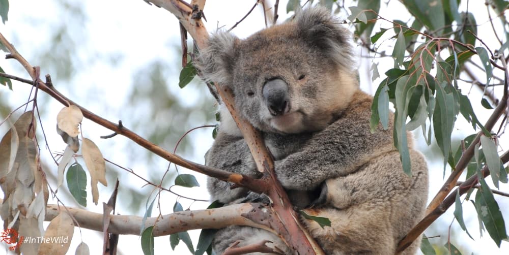 long-term koala data
