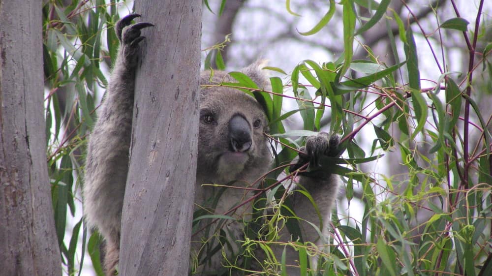 food after a bushfire