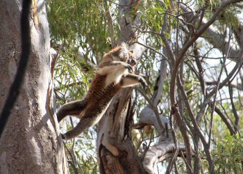 kiki koala jumping