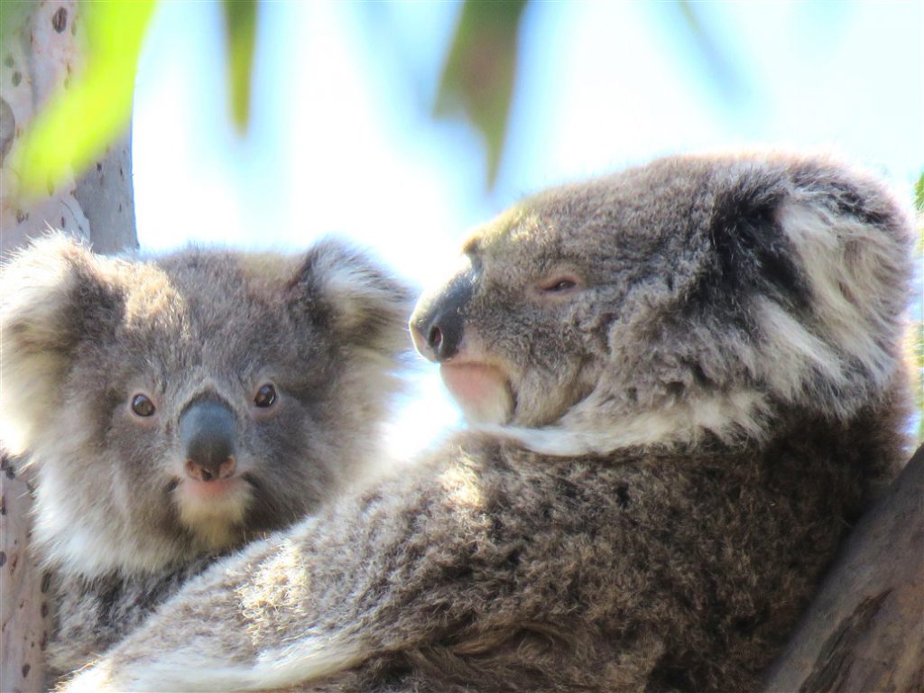 Kiki mother koala lulu joey